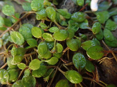 Imagem de Glossostigma elatinoides (Benth.) Benth. ex Hook. fil.