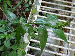 Image of Veronicastrum formosanum (Masam.) Yamazaki