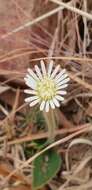 Gerbera viridifolia (DC.) Sch. Bip. resmi