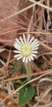 Image of Gerbera viridifolia (DC.) Sch. Bip.