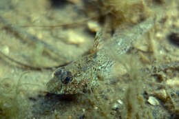 Plancia ëd Nesogobius pulchellus (Castelnau 1872)