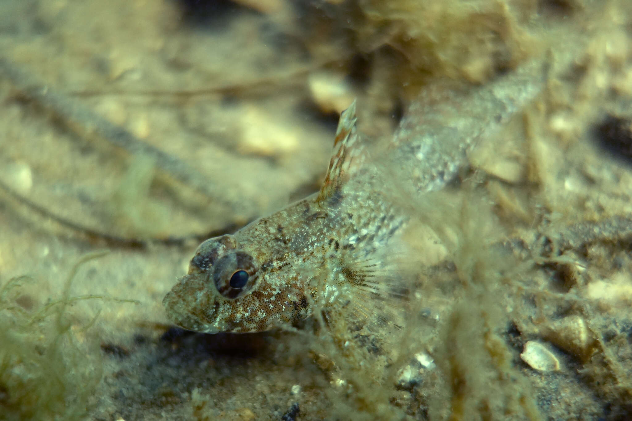 Image of Australian sailfin goby