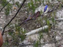 Sivun Comesperma defoliatum F. Müll. kuva