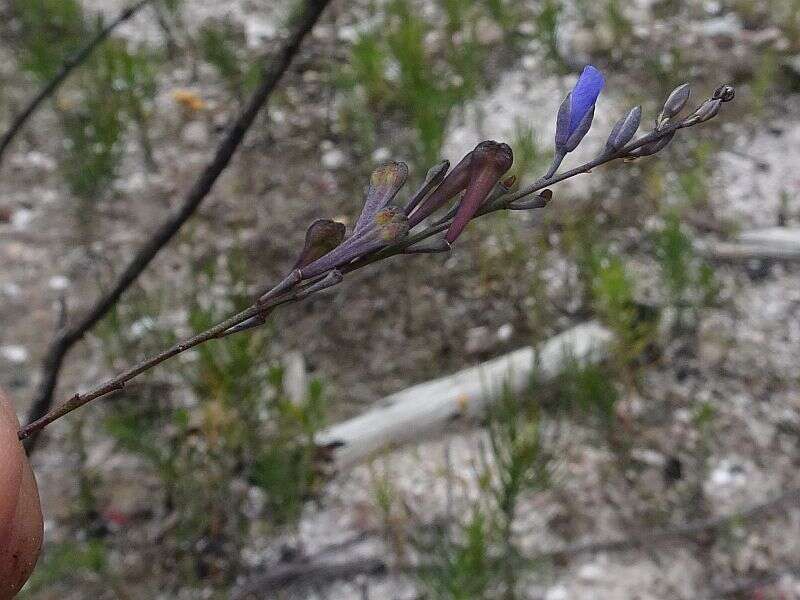 Sivun Comesperma defoliatum F. Müll. kuva