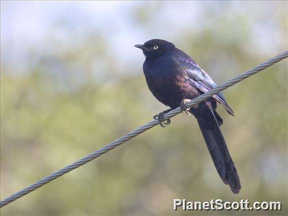 Image of Rueppell's Glossy-Starling