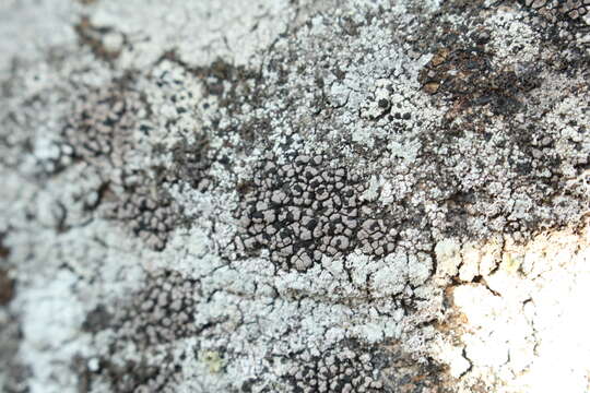 Image of big map lichen