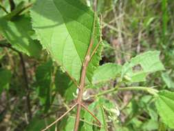 صورة Pachymorpha simplicipes Serville 1838