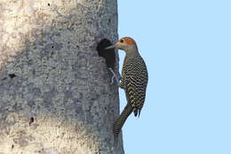 Image of Cuban Flicker