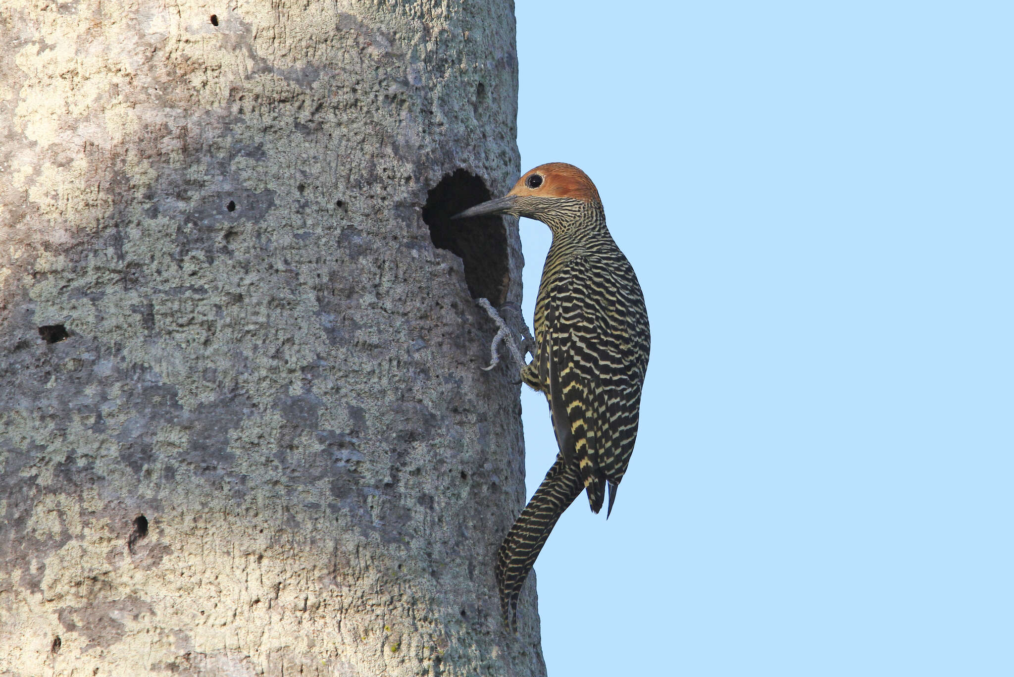 Image of Cuban Flicker