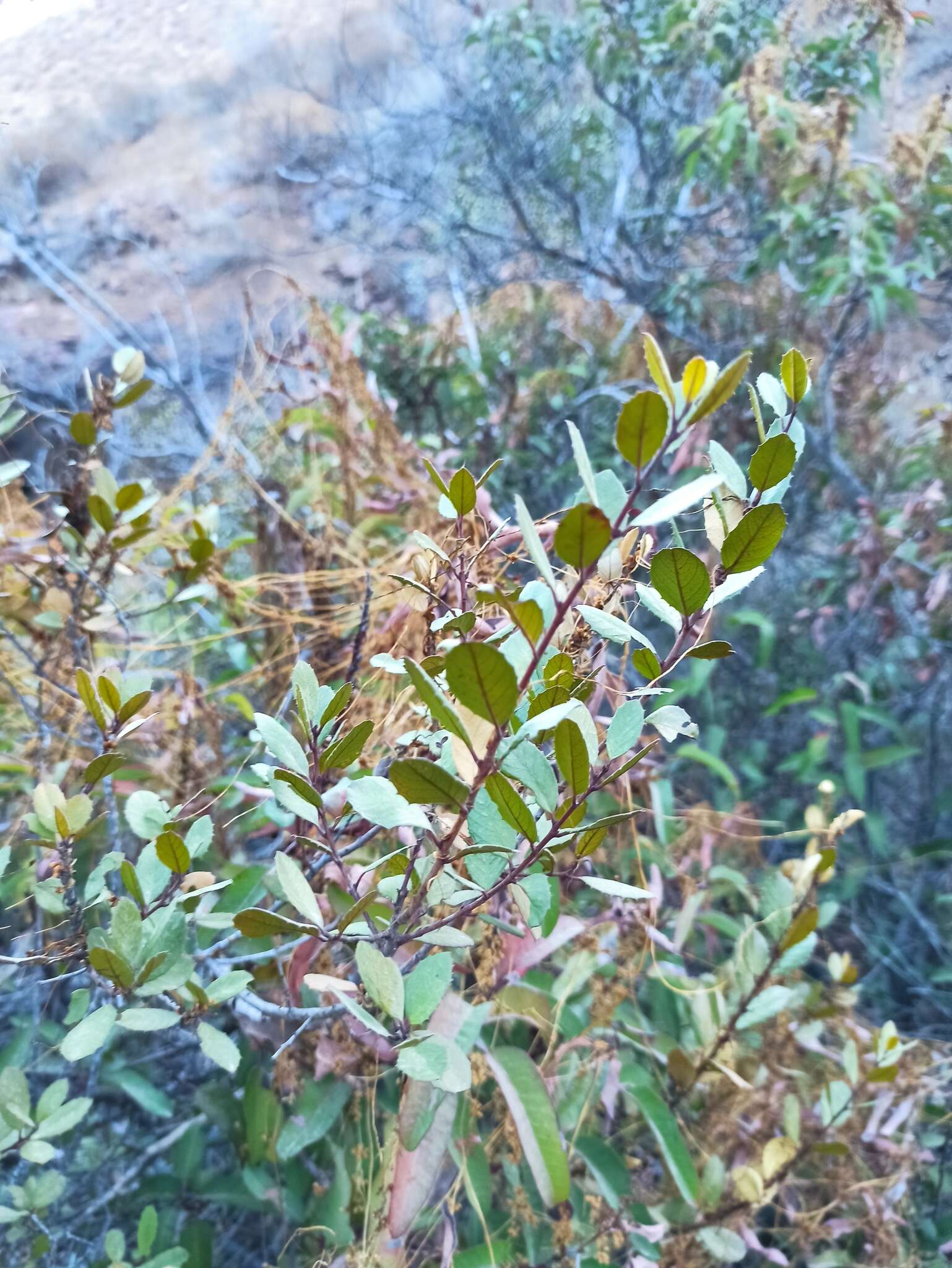 Image of Endotropis crocea subsp. insula (Kellogg) Hauenschild