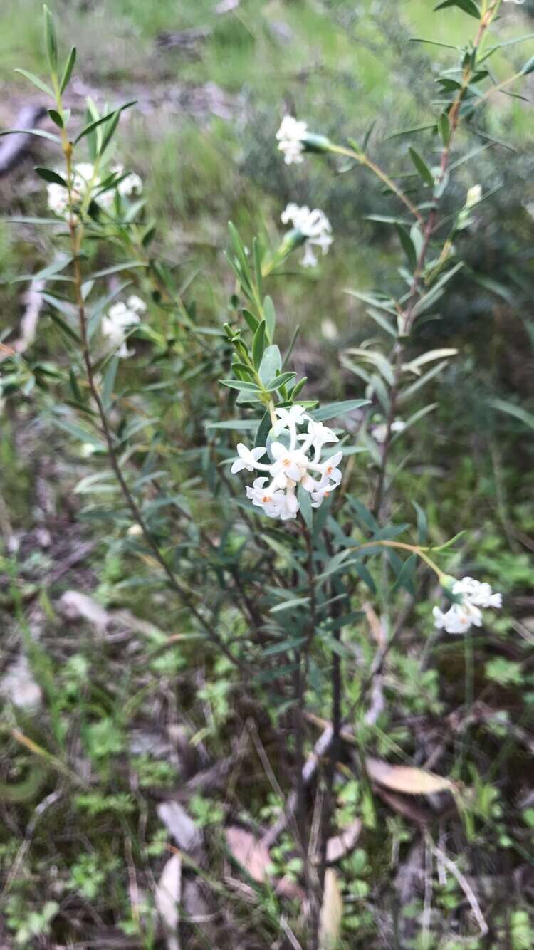 Image of Pimelea stricta Meissn.