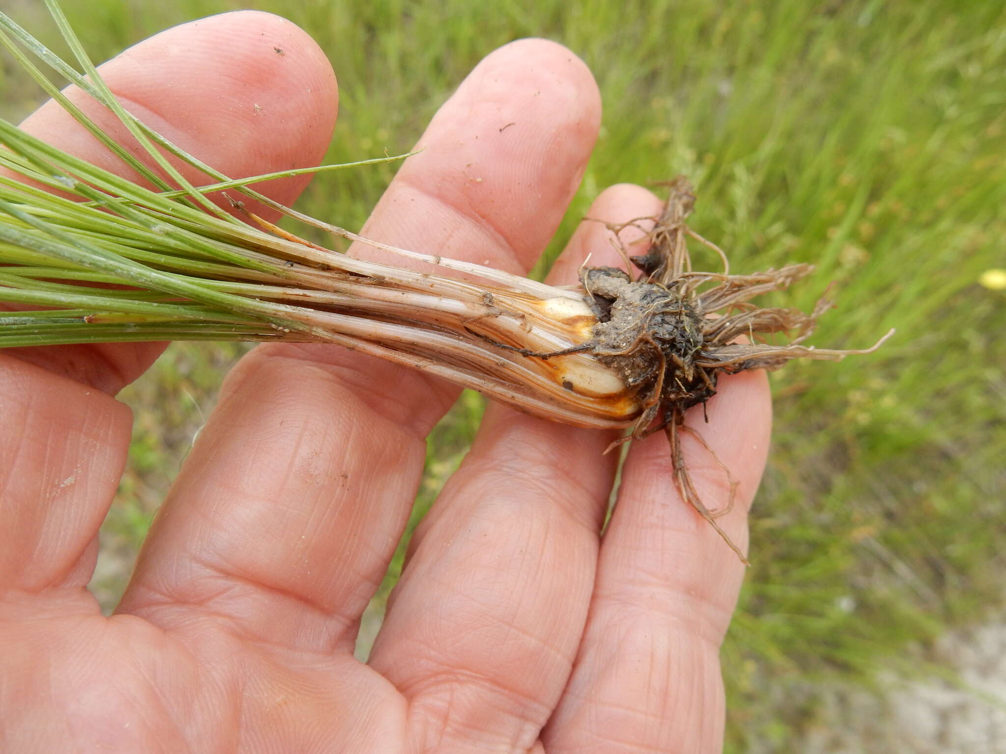 Image of Limestone Quillwort