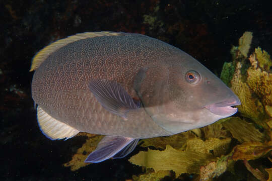 Image of Green wrasse