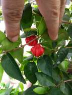 Image of Surinam cherry