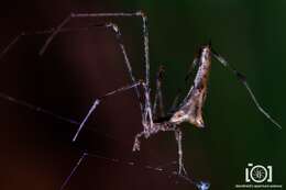 Image of Rhomphaea projiciens O. Pickard-Cambridge 1896