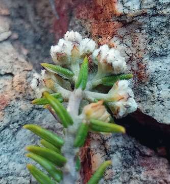 Image of Phylica rogersii Pillans