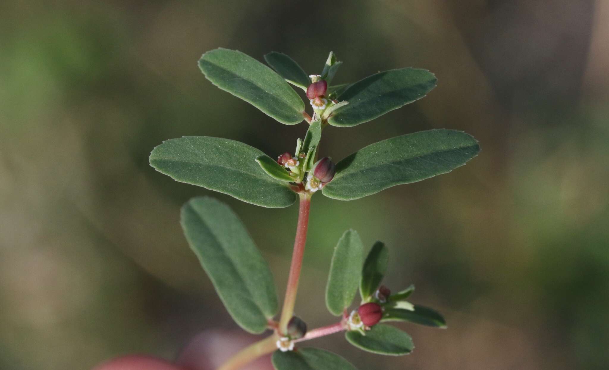 Image of Euphorbia serpillifolia subsp. serpillifolia