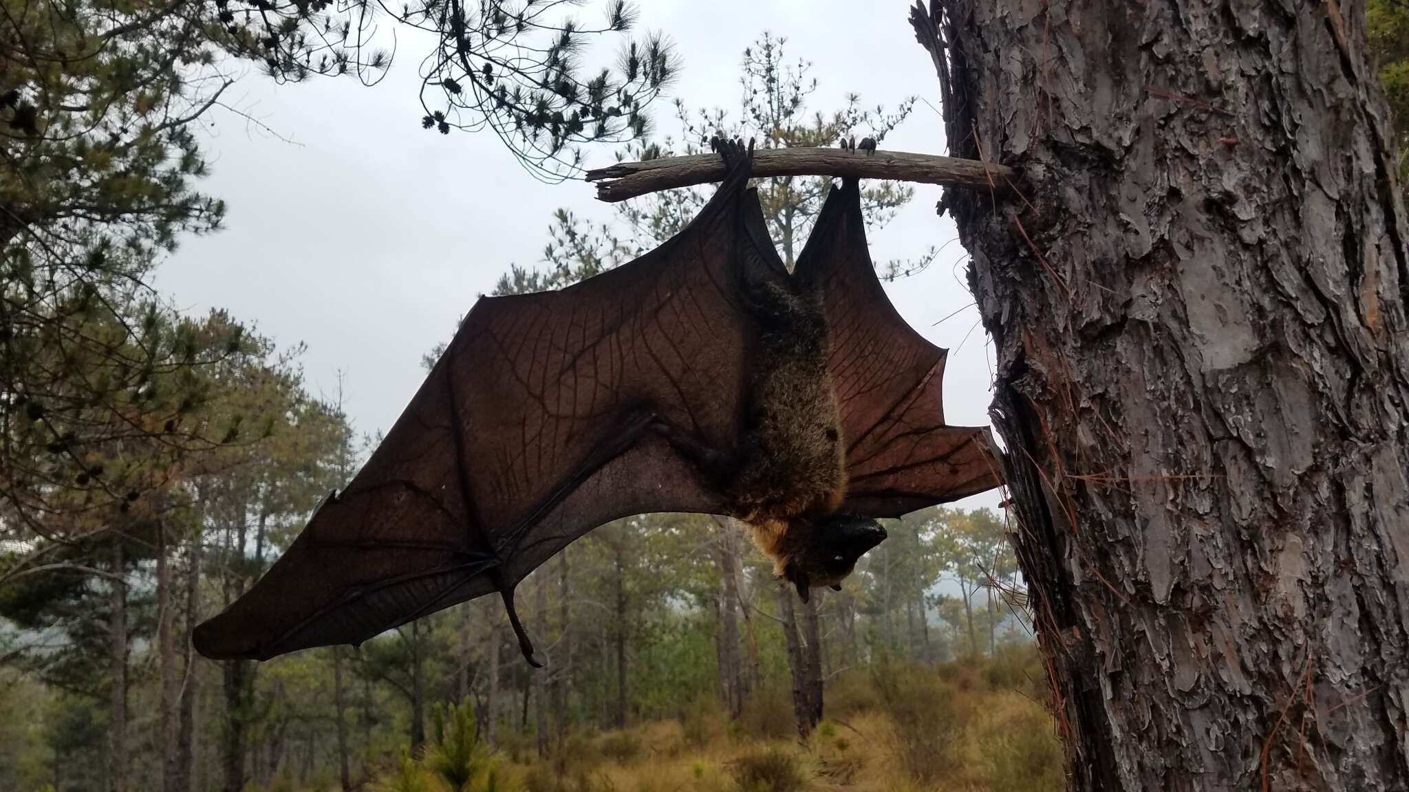 Image of Madagascan Flying Fox