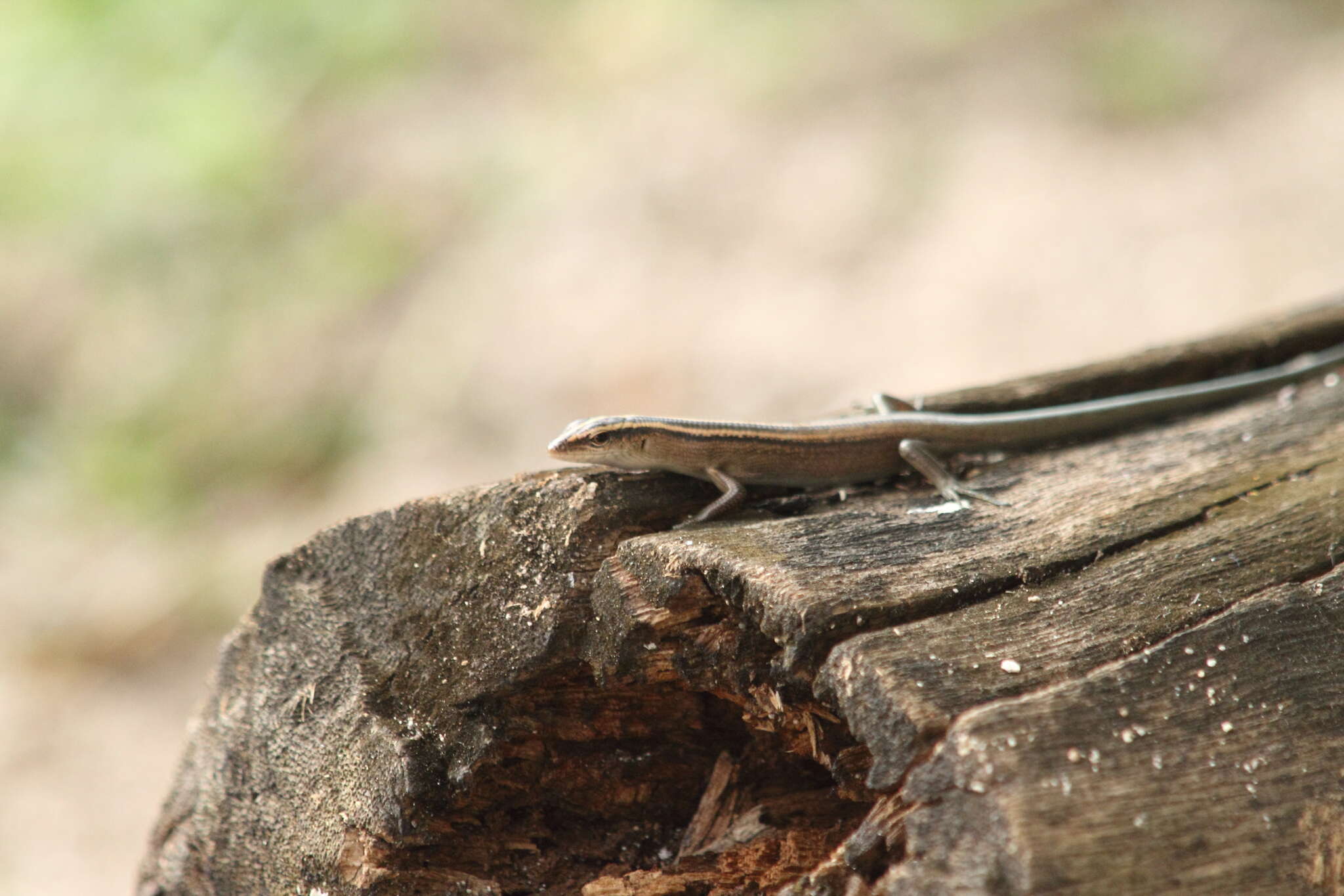 Image of Copper-tailed Skink