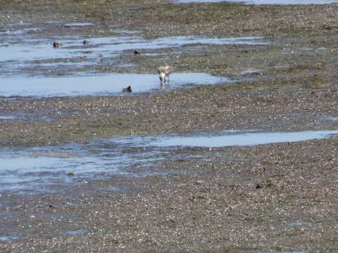 Image of Bar-tailed Godwit