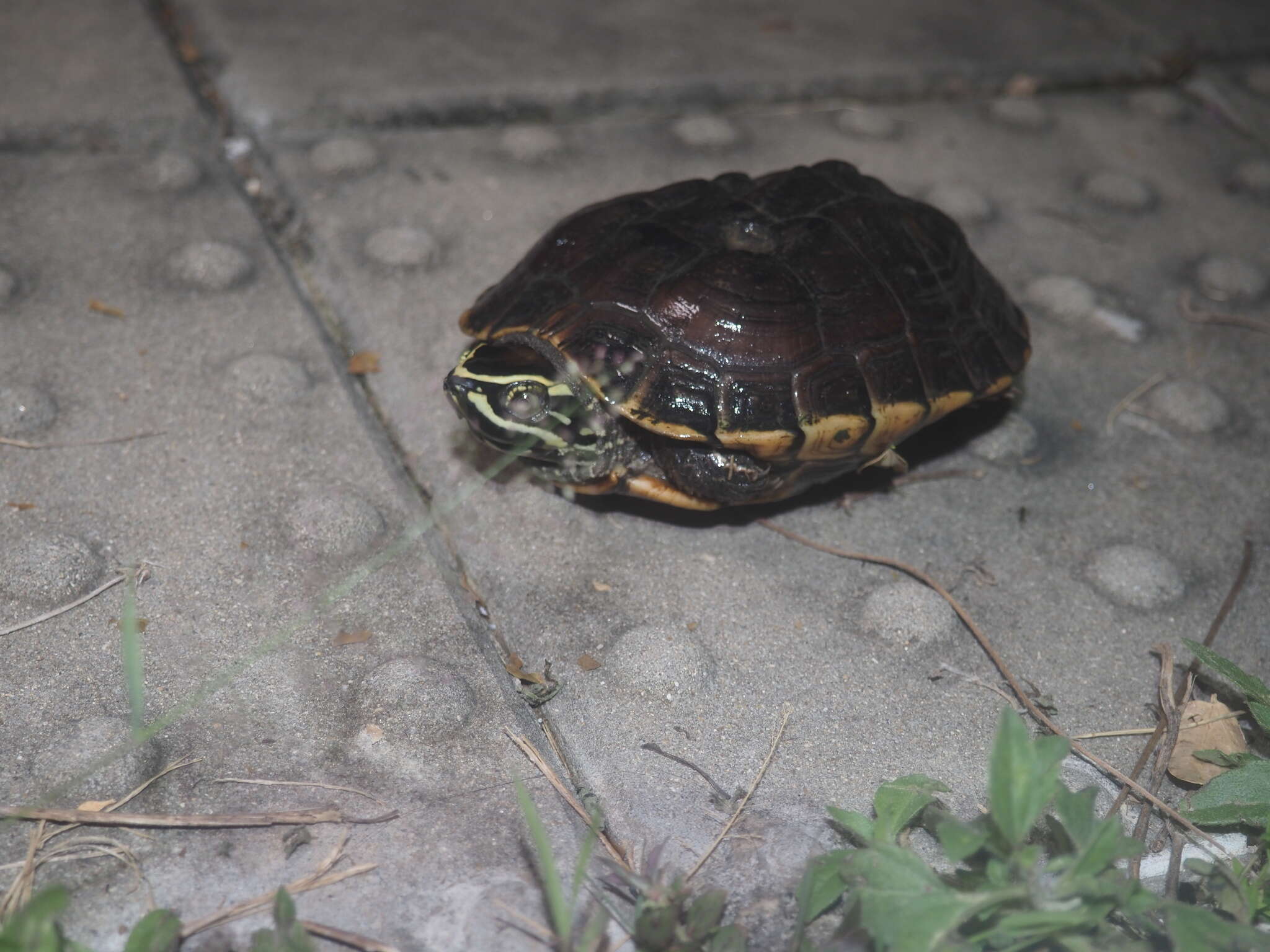 Plancia ëd Malayemys macrocephala (Gray 1859)