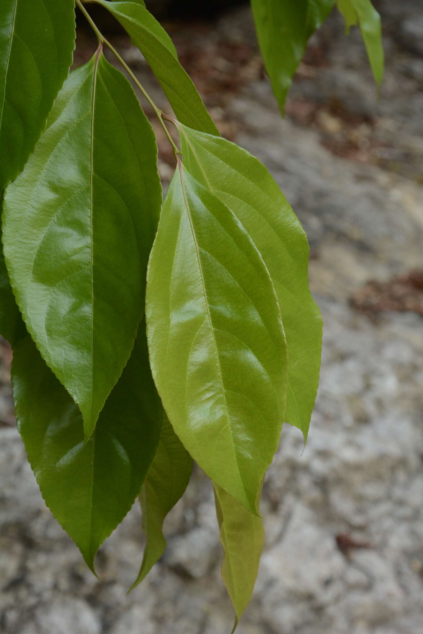 Image of Flacourtia montana J. Grah.