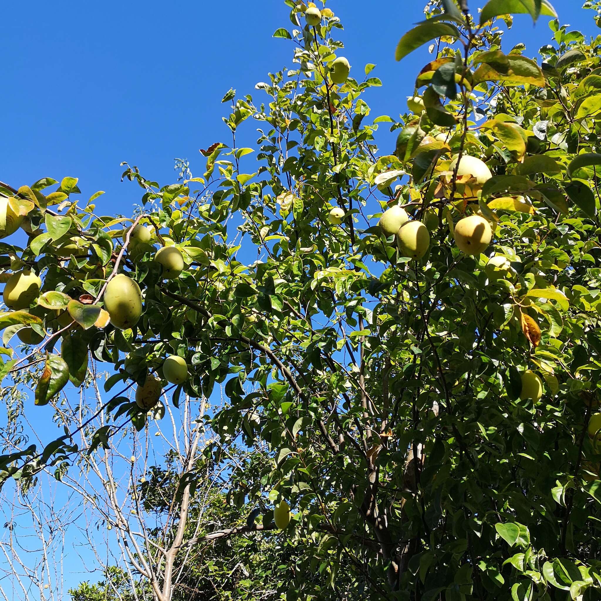 Image of Chinese-quince