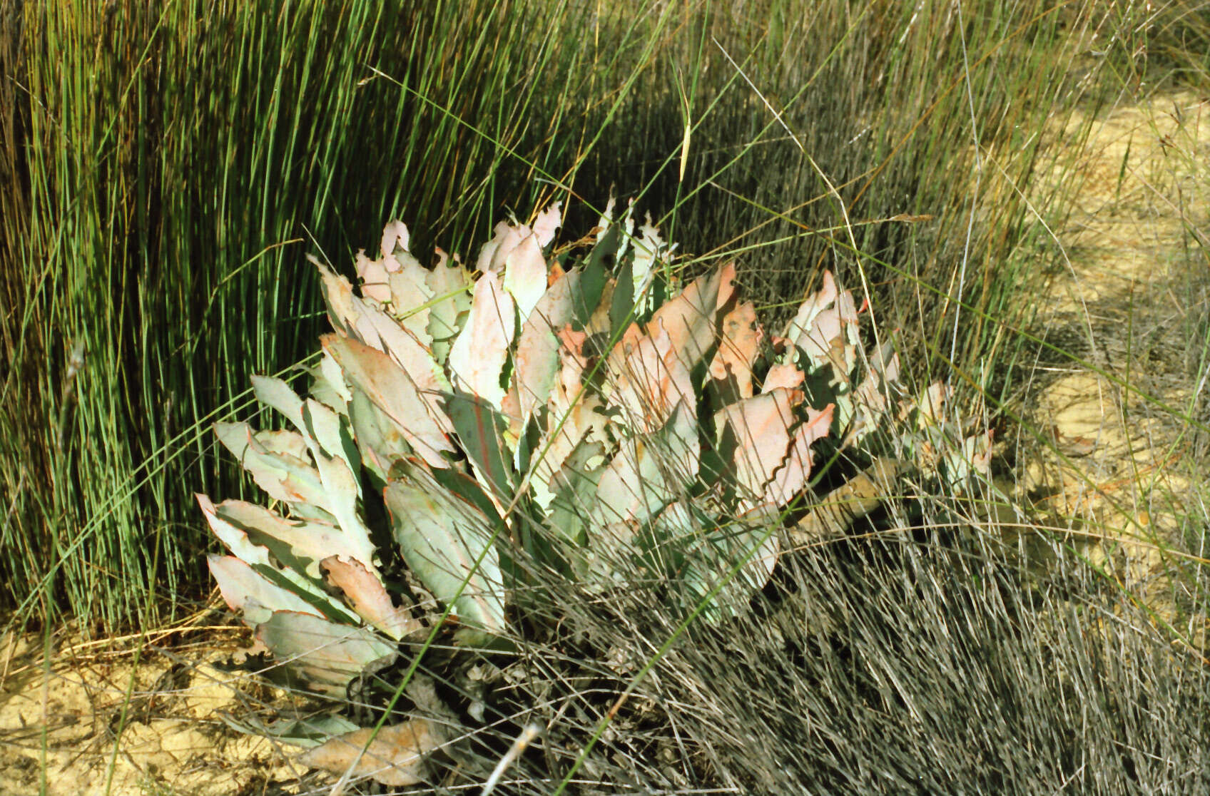 Image of Protea convexa Phillips