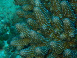 Image of Staghorn coral