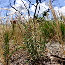 Image of Gonocarpus tetragynus Labill.