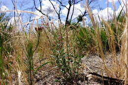 Image of Gonocarpus tetragynus Labill.