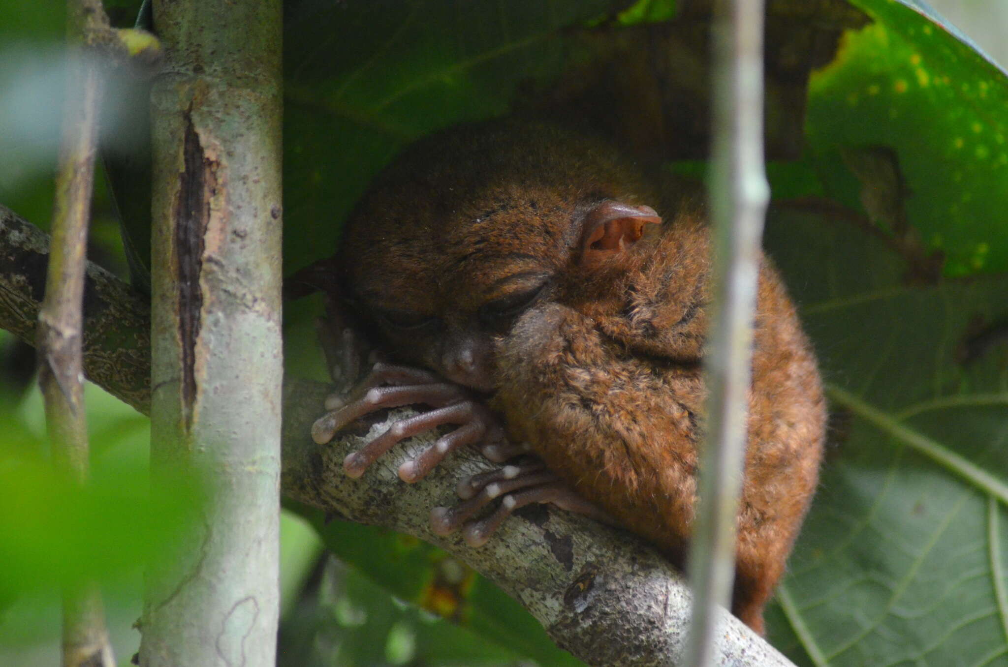 Image of Philippine tarsier