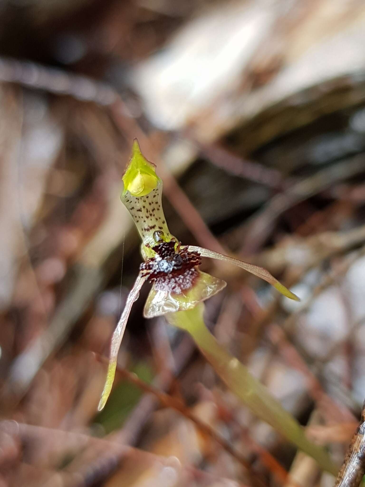 Image of Small wasp orchid