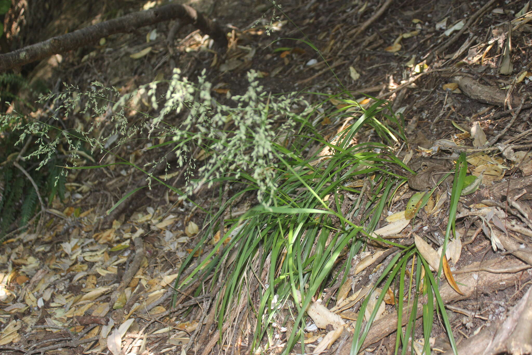 Image of Poa anceps G. Forst.