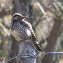 Image of Chilean Flicker