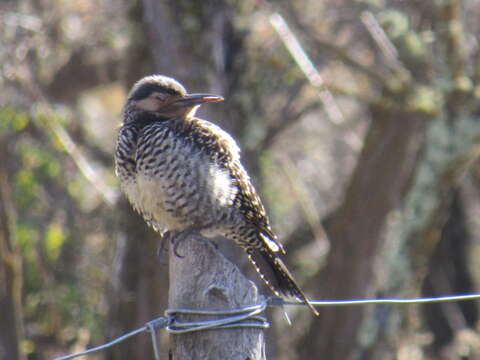 Image of Chilean Flicker