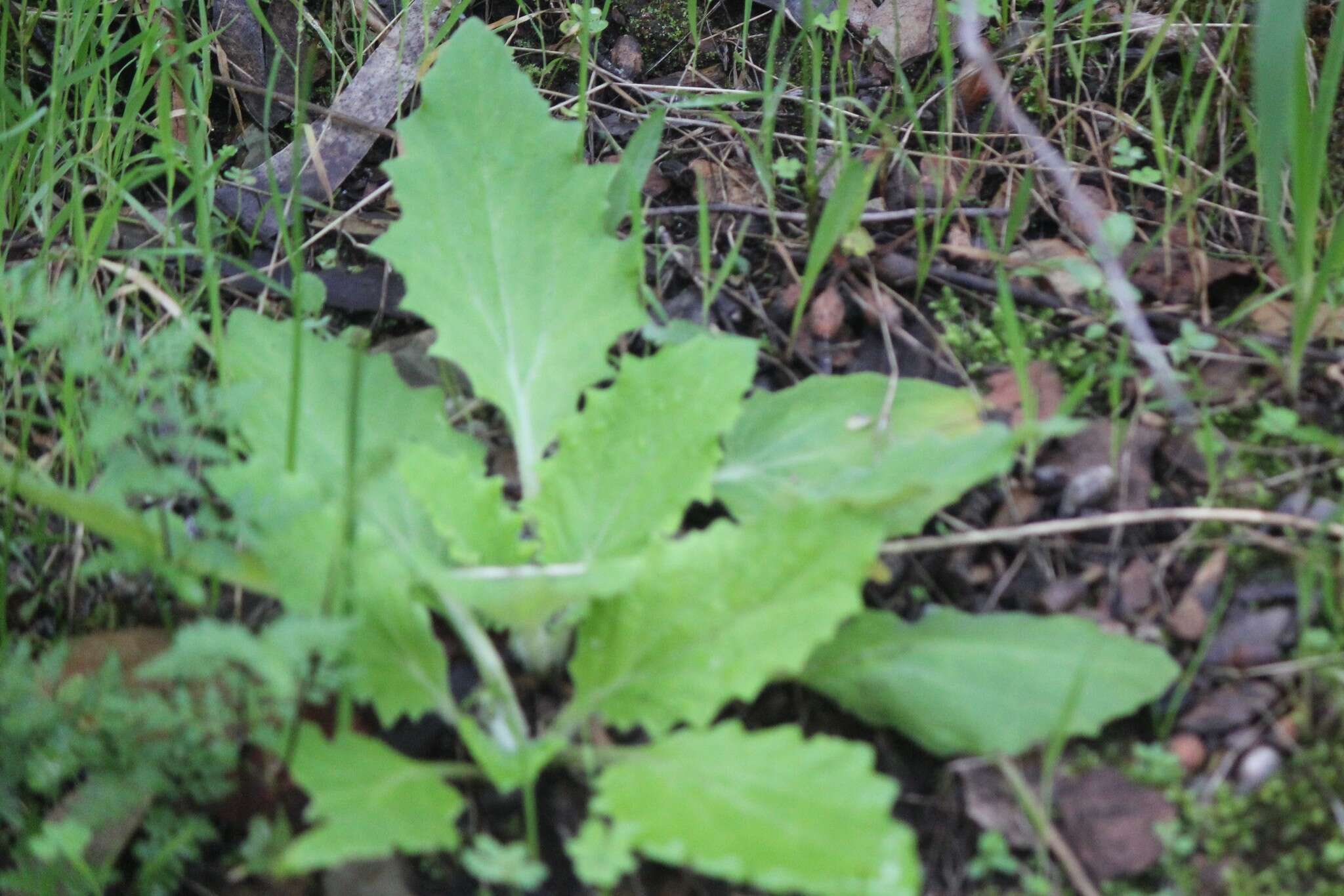 Plancia ëd Cymbonotus preissianus Steetz