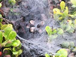 Image of Utah Funnel-web Spider