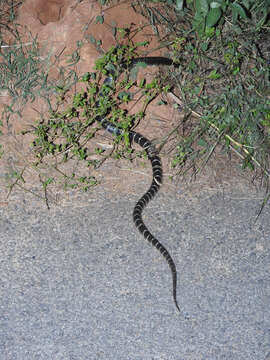 Image of Common Indian krait