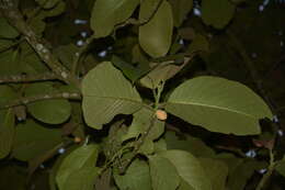 Image de Artocarpus lacucha Buch.-Ham. ex D. Don
