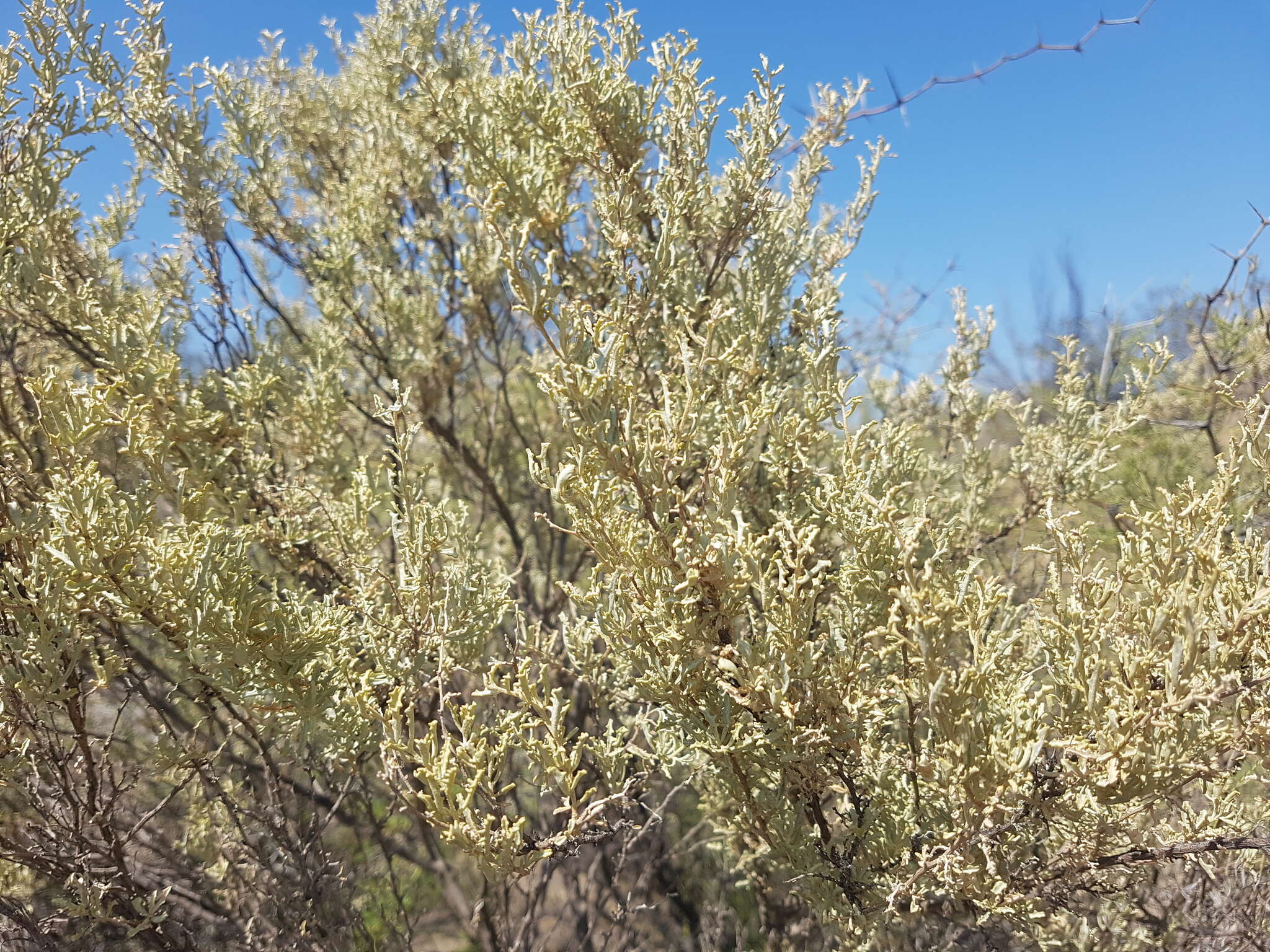 Image of South American saltbush