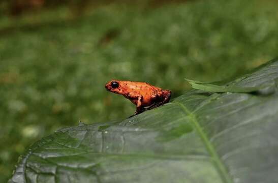 Image of Pichincha poison frog