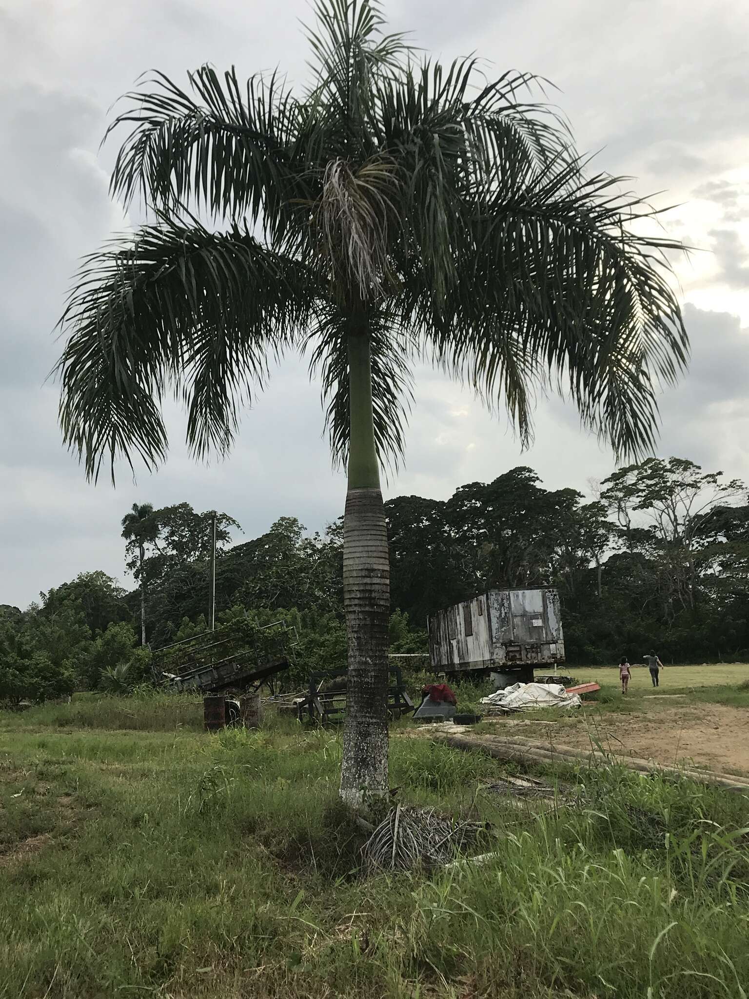 Image of Puerto Rico royal palm