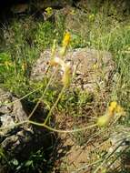 Image of Crepis pterothecoides Boiss.