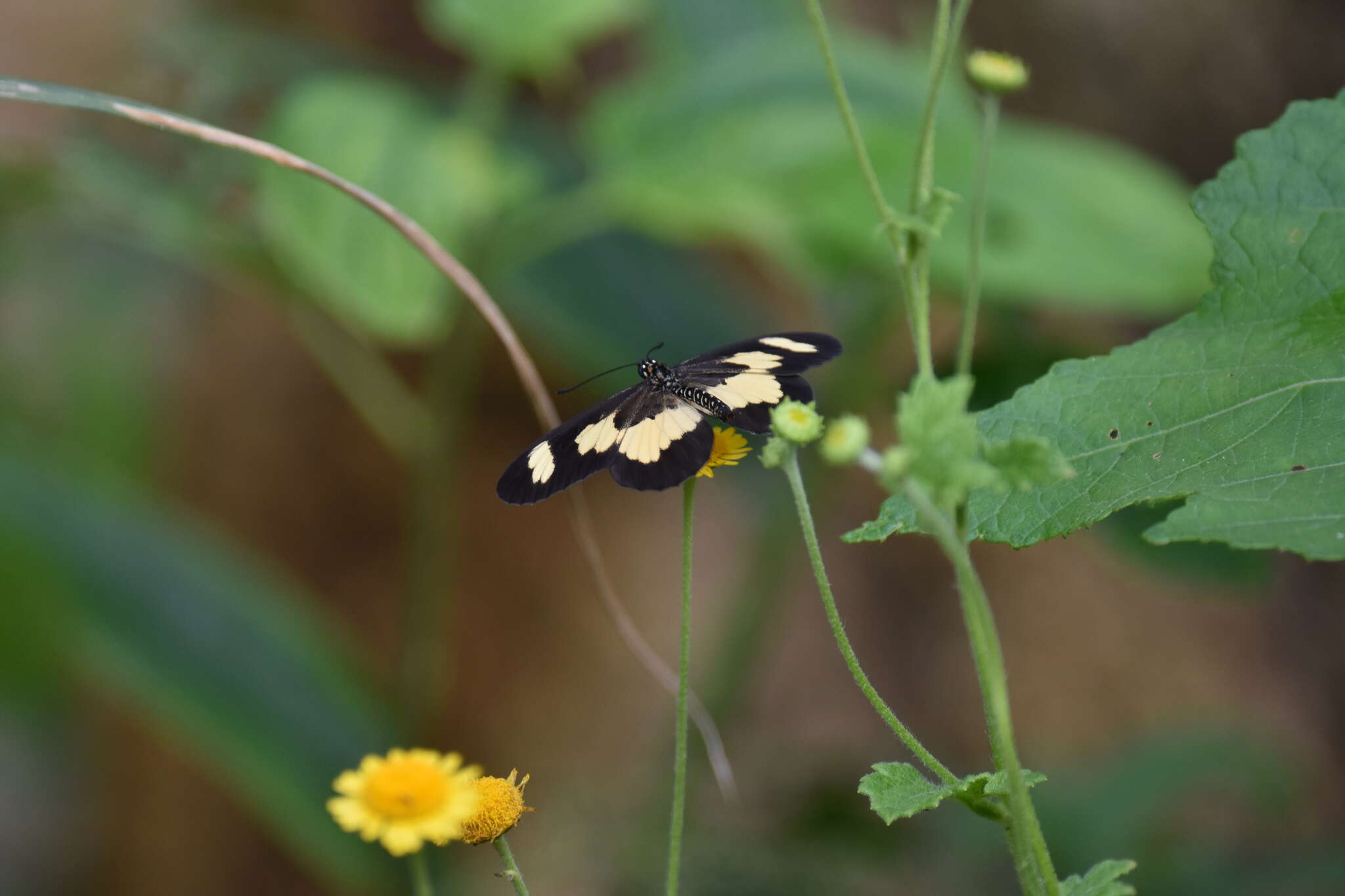 Image of Acraea cabira Hopffer 1855