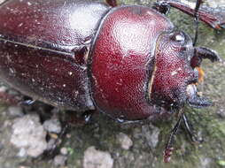 Image of Prosopocoilus (Psalidoremus) inclinatus (Motschulsky 1857)