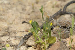 Image of Ononis viscosa subsp. breviflora (DC.) Nyman