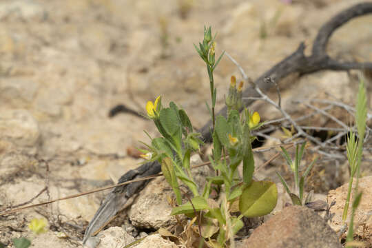 Ononis viscosa L.的圖片