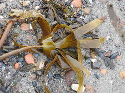 Image of Laminaria hyperborea