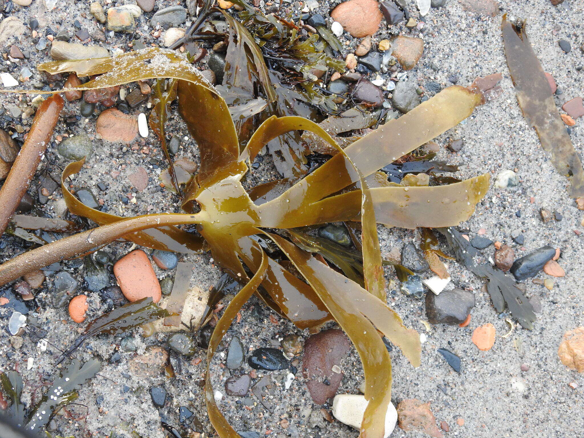 Image of Laminaria hyperborea